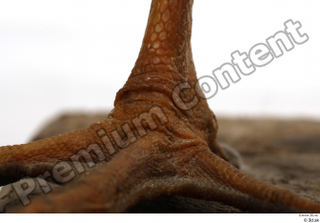 Black stork foot 0002.jpg